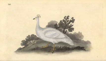 White crested pea-fowl (female), Pavo cristatus. Handcoloured copperplate from Natural History of British Birds, London