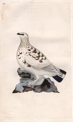 Willow ptarmigan. Lagopus lagopus (Tetrao lagopus). Copper engraving by Edward Donovan (1768-1837), published in Natural History of British Birds, London