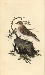 Woodlark, Lullula arborea