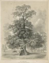 Elm in Hyde Park, London