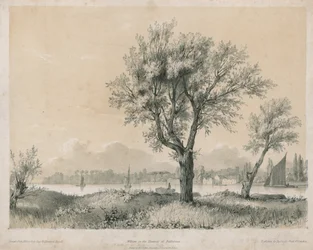 Willows on the Thames at Battersea