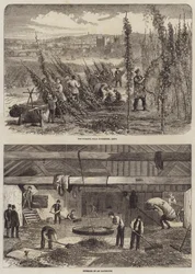 Hop Picking in Kent