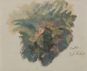 A Study of Ferns, Civitella