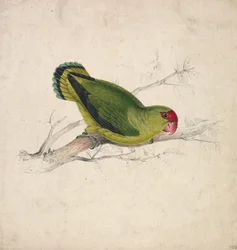 Abyssinian Parakeet (Plate 39)