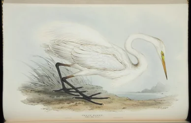 Great Egret, from 