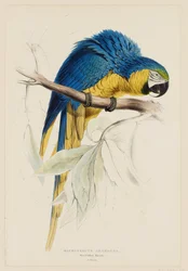 Blue and Yellow Macaw