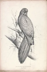 Tabuan Parrakeet (Plate 16)