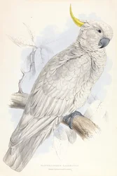 Plyctolophus galeritus. Greater Sulphur-crested Cockatoo.