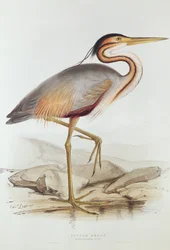 Purple Heron