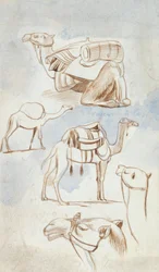 Sketch Studies of Camels