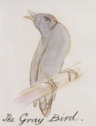 The Gray Bird, from 