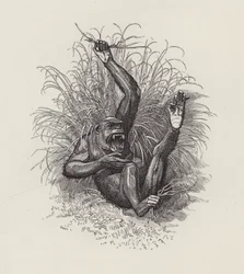 Illustration for The Water-Babies by Charles Kingsley