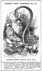 Charles Darwin (1809-1882), English naturalist. Evolution by Natural Selection. Cartoon by Edward Linley Sambourne (1844-1910) in the Fancy Portrait series in Punch, London 1881, the year Darwin published The Formation of Vegetable Mould through the Action
