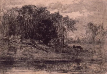 Cows in the Forest