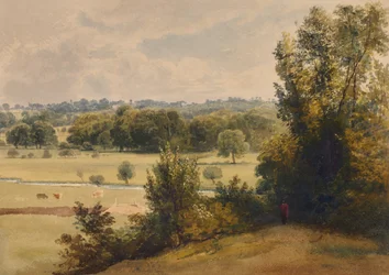 Landscape of Trees and Fields