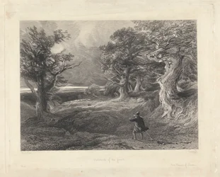 Outskirts of the Forest