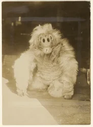 In the Wolf Mask