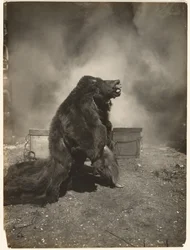 Let the Tricky Black Bear Do His Dance