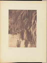 Palm Fruit