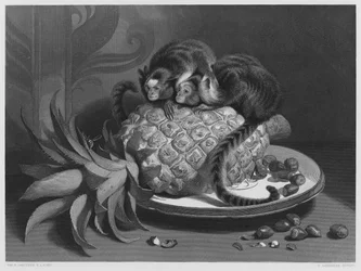 The Marmozettes, from the picture in the Royal Collection