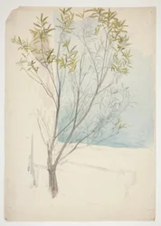 Study of a Tree