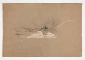 Trees on Bank of River