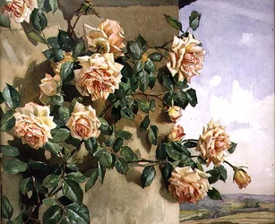 Roses on a Wall