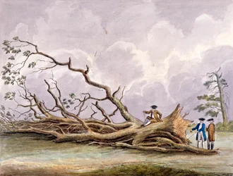 Trees Damaged by a Storm of 15th October, Roehampton, London, 1780