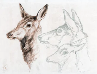 Facsimile of a drawing by Sir E Landseer, 1874