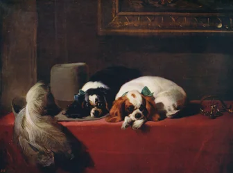 King Charles Spaniels The Cavaliers