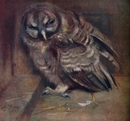 A Young Brown Owl