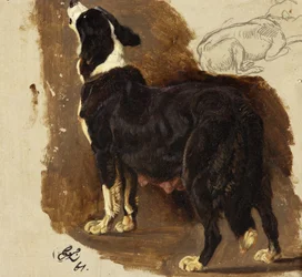 Collie Bitch