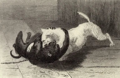 Dog Fighting with Monkey