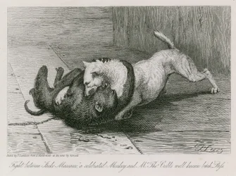 Fight between Jacco Macacco, a celebrated monkey, and Mr Thomas Cubb