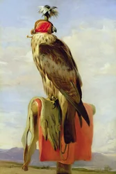 Hooded Falcon