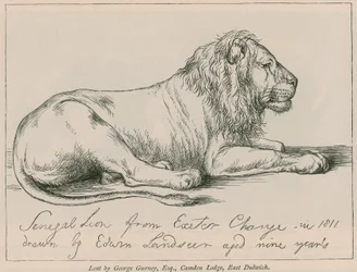 Senegal Lion from Exeter Change