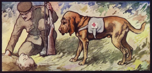 Ambulance Bloodhound