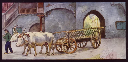 Draught Oxen in Spain