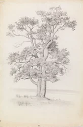 Oak