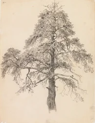 Pine Top