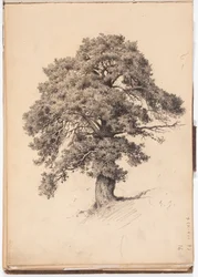 Pine Tree, page from Järnefelt