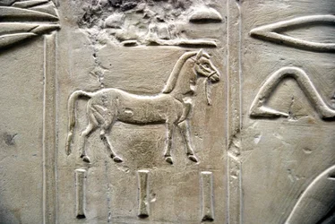 Egyptian antiquity: representation of a horse. Low relief of the Tomb of the Vizir Ramose