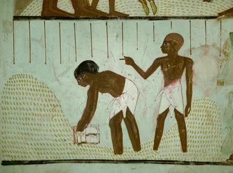 Men measuring corn