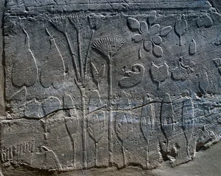 Representations of Plants and Animals Brought from Syria by Thutmose III in 1465 BC (detail)