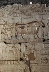 Relief, Temple of Ramses II, Abydos, Egypt, New Kingdom, Dynasty XIX