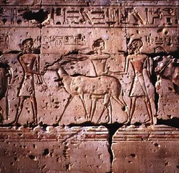 Relief Depicting Oryx Being Led in Procession for Sacrifice, from the Temple of Ramesses II