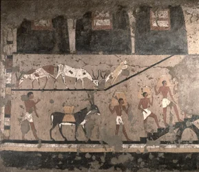Agricultural scene, wall painting removed from the Mastaba of Ti at Sakkara, Old Kingdom, c.2494-2345 BC