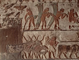 Harvesting Papyrus and a Group of Cows