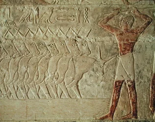 Relief Depicting a Drover Encouraging a Group of Cattle, from the Mastaba of Mereruka, Old Kingdom