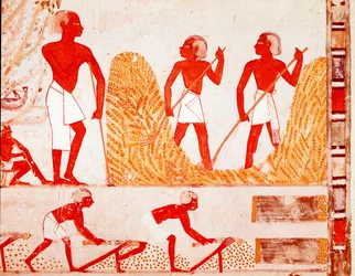 Scene of Harvest in Ancient Egypt